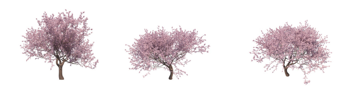 Blossoming cherry (sakura) tree isolated transparent background 3d rendering PNG
