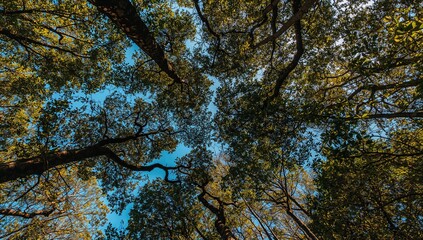 Gazing upwards at a dense network of branches and vibrant green foliage, evoking the peaceful and grand essence of a thick woodland, ideal for themes related to nature and the environment