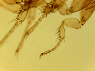 Microscopic Lateral View of a Male Dog Flea (Ctenocephalides can