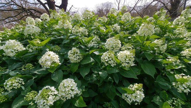 Hydrangea macrophylla featuring white blossoms and lush green foliage