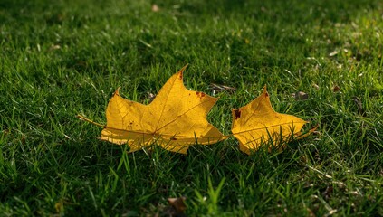 Bright yellow ash leaves on green grass, seasonal change
