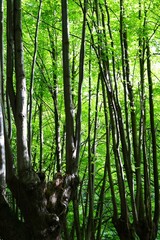 The towering black and green forest canopies of the Elf Valley in Gdańsk