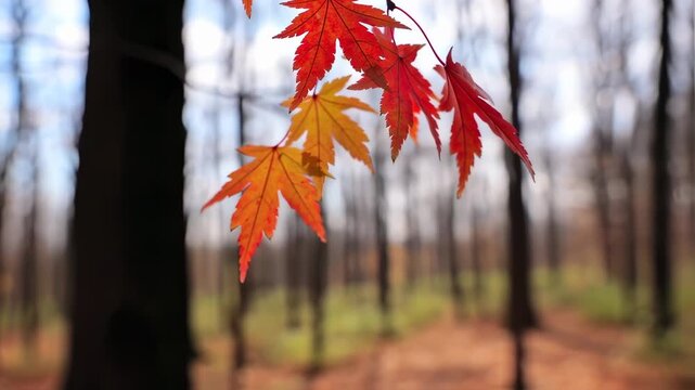 Vibrant autumn leaves hang in front of a blurred forest path, showcasing rich colors and natural light