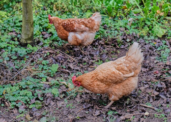 Free range brown chickens forage in greenery on an organic farm. Natural outdoor environment, sustainable farming, rural lifestyle, and fresh air depicted
