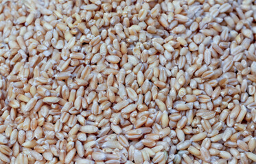 Close-up macro photo of raw wheat grains showing natural color and texture. Perfect for agriculture, farming, nutrition, organic food, or healthy lifestyle related designs and visual concepts.