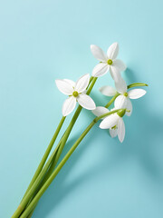 Obraz premium delicate cluster pure white snowdrops spills across luminous pastel blue background serene flat lay composition bathed soft