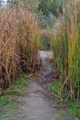 Narrow Dirt Path Winding Through Tall Reeds