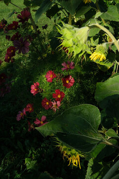 Fototapeta flowers in the garden