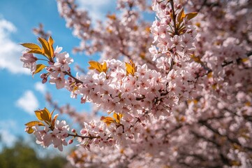 Fototapeta premium Close-up of blooming cherry blossoms with sky backdrop, nature, and garden beauty in spring and summer