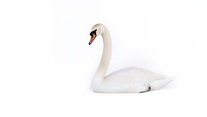 Fototapeta premium Single swan on a plain white backdrop