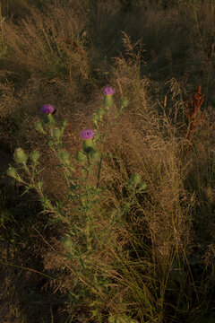Thistle flowers in the meadow