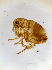 Microscopic Lateral View of a Male Human Flea (Pulex irritan