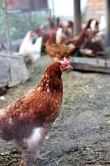 Hens and eggs in chicken house