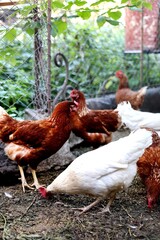 Hens and eggs in chicken house