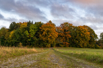 Ein Weg zwischen Feldern führt zum Wald