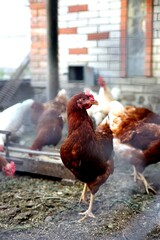 Brown red hen in domeastic hen house, chicken coop. Hens and eggs in chicken house © Iryna