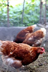 Hens and eggs in chicken house