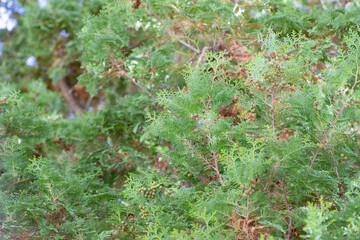 果実をつけた檜の木の葉。日本の風景。