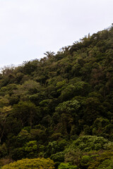 green forest in the mountains