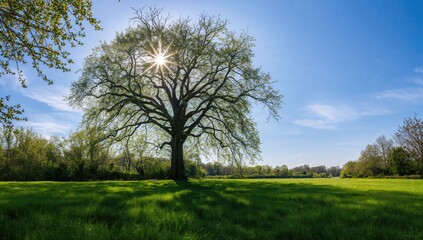 Obraz premium Clear summer sky and pristine air over a beautiful natural landscape with trees