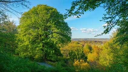 Abundant verdant trees thriving naturally under daylight
