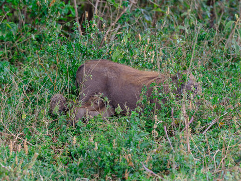Warzenschweinmutter f&uuml;ttert ihre Babies im Ngorongoro Krater