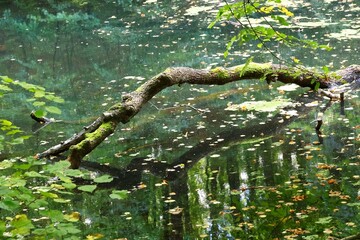Moss-Covered Branch Reflecting in a Serene Forest Pond in Valley of the Elves in Gdansk