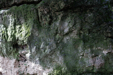 close-up of moss on a stone in the forest