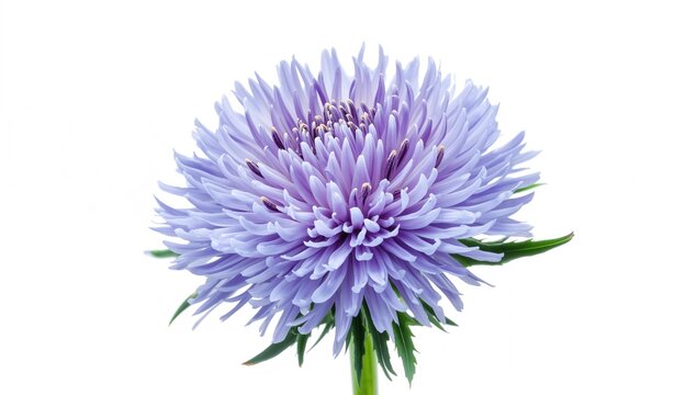 Blue Cornflower Herb petals on white backdrop, suitable for editorial header background