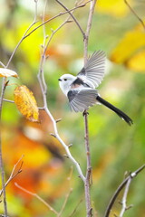 羽ばたくシマエナガ
