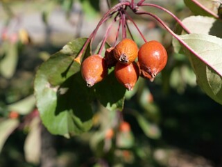 Ripe Red Fruits of Bechtel Crabapple (Malus 'Bechtel') in Autumn, Colorado