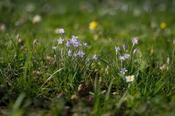 Tiny purple blossoms opening in a seasonal garden setting