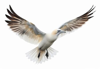 Fototapeta premium Northern Gannet in Flight Against White Background Eye Level Bird Photography Beautiful Plumage