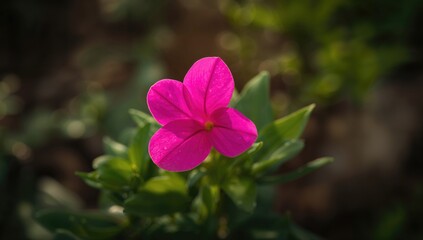Vibrant pink vinca blossoms in a lush garden, ideal for enhancing visual layouts