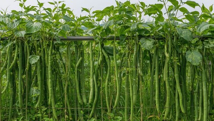Obraz premium Close-up of yardlong bean vines climbing a support structure with a lush grassy field behind them