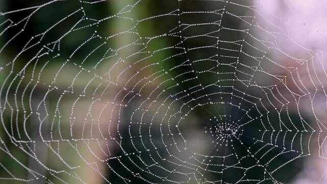 Mist-kissed cobweb in a meadow, filmed at first light. Water droplets shimmer along silk threads with selective focus and gentle movement, evoking serenity and freshness&mdash;perfect for environmental stor