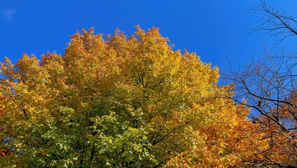 Autumn foliage transforming from green to vibrant yellow and orange, seasonal change