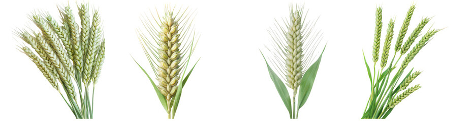 Whispers of the Field: A collection of sun-kissed ears of wheat and grass, each representing nature's bounty and the essence of rural life.