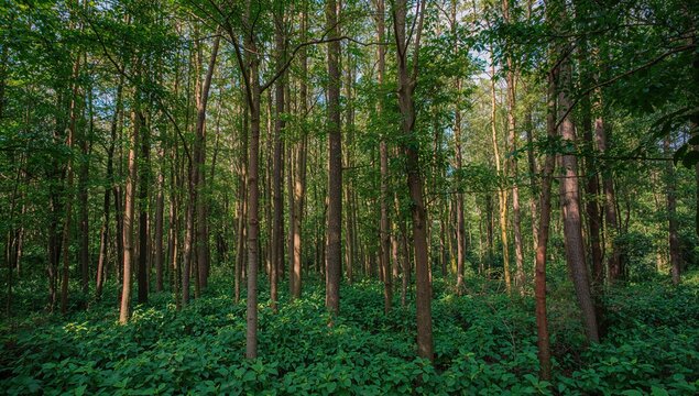 Scenic texture of tropical hardwood trees with lush green leaves in a natural garden setting