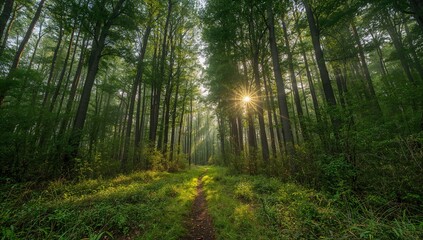 Fototapeta premium Sunny morning with tall trees and shrubs, a pathway through grass, light filtering through foliage, seasonal change