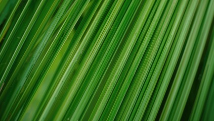 Natural wallpaper featuring the texture of a palm leaf