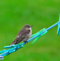 clothespins and a bird between them