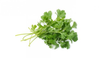 Single Coriander on a White Background