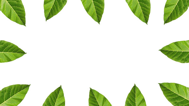 Green Leaf Frame Element Surrounding the Edge on Transparent Background for Natural and Decorative Design