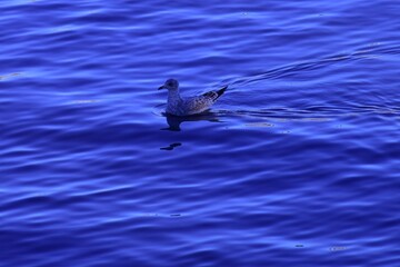 seagull in water
