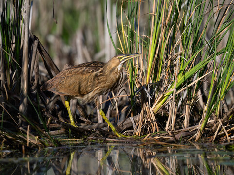 American Bittern Camouflaged in Wetland Reeds