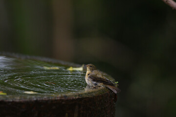 水浴びをするキビタキのメス