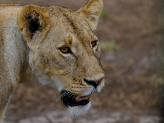 Nahaufnahme eines Löwen auf der Pirsch