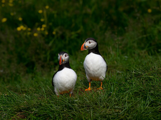Atlantic Puffins Displaying Courtship Behavior on Grassland