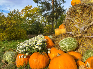 Bright colorful festive composition seasonal multicolor mum flower pot decorated pumpkins vegetables on yellow harvest hay bale porch home yard garden. Halloween holidays autumn decoration background